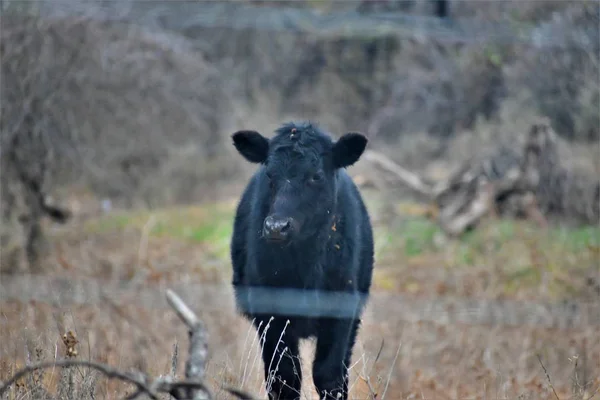 Beautiful Black Cow Standing Pasture — Stock Photo, Image
