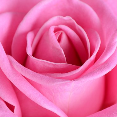 arka plan olarak pembe Gül