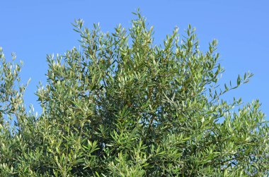 Zeytin ağacı closeup yeşillik