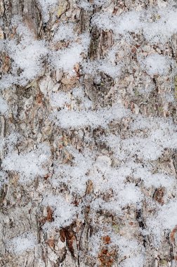 Kar ile ağaç kabuğu