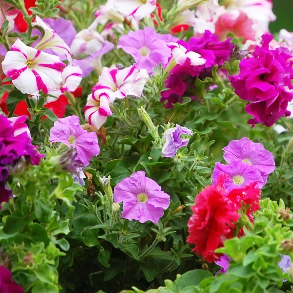 Fundo com flores rosa Petunia closeup — Fotografia de Stock