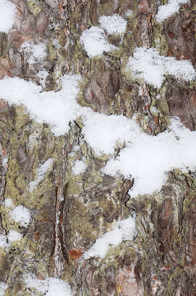 与雪树的树皮 — 图库照片