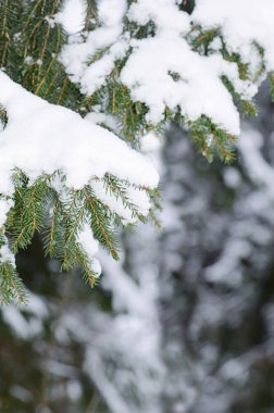 Karlı köknar kış orman dalında