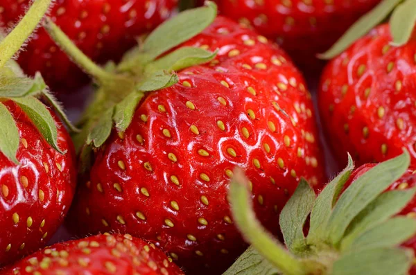 De achtergrond van vers geoogste aardbeien — Stockfoto