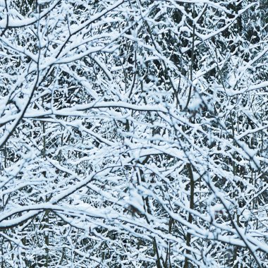 Kışın ormandaki ağaçlar