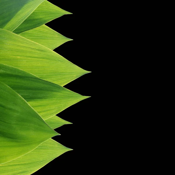 Green leaves of a lily the valley — Stock Photo, Image