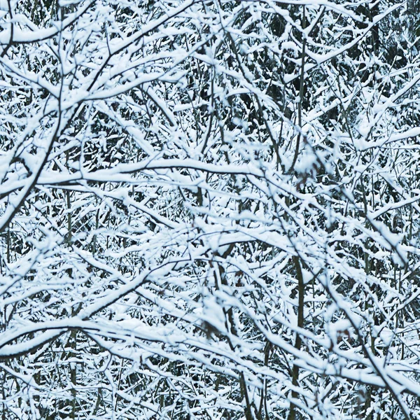 Kışın ormandaki ağaçlar