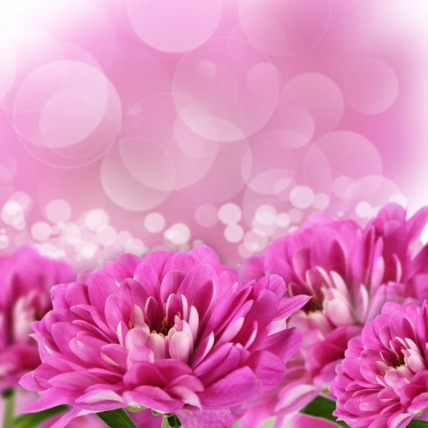 Flower pink chrysanthemums — Stock Photo, Image