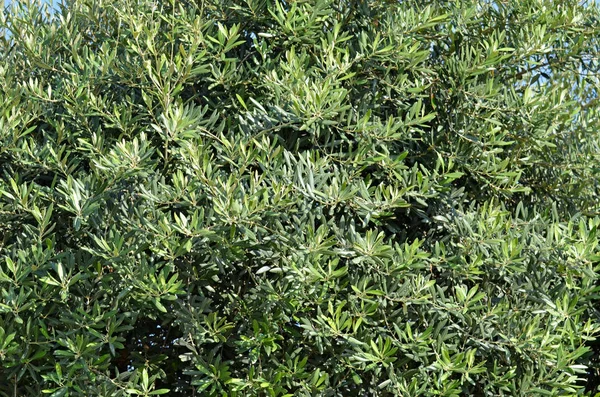 The foliage of olive tree closeup — Stock Photo, Image