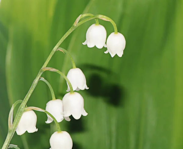 Giglio della valle - convallaria majalis — Foto Stock