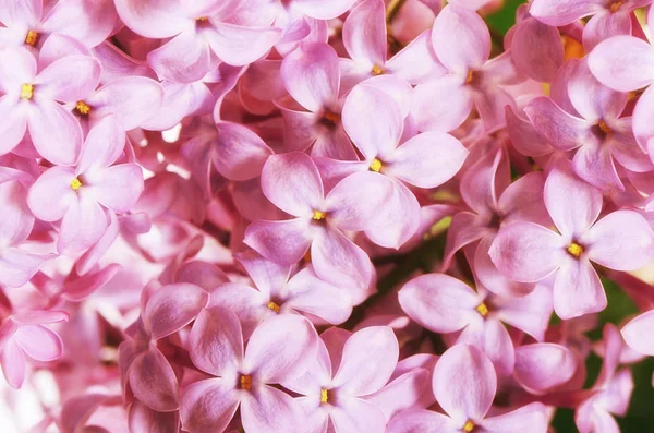 Lilac close up as a background — Stock Photo, Image