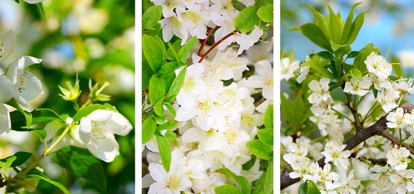 Fiori di ciliegio in primavera — Foto Stock