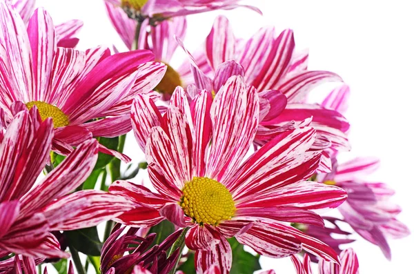白地にピンクの花菊 — ストック写真