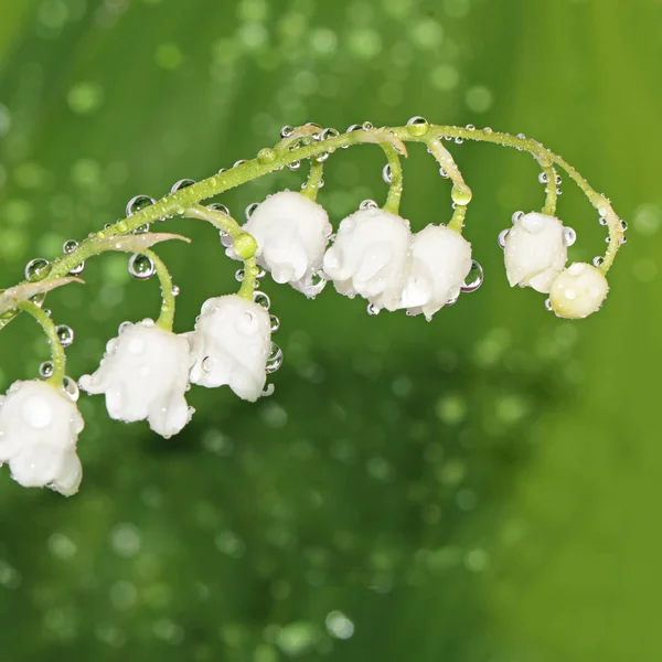 Giglio della valle - convallaria majalis — Foto Stock