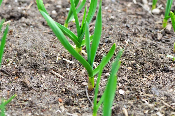 Knoblauch, der im Garten wächst — Stockfoto
