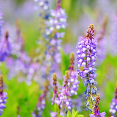 Bahçede mavi bahar çiçek