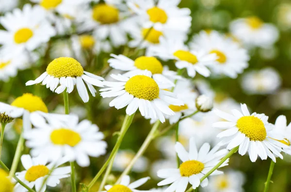 Summer field with daisies and cornflower — Stock Photo, Image