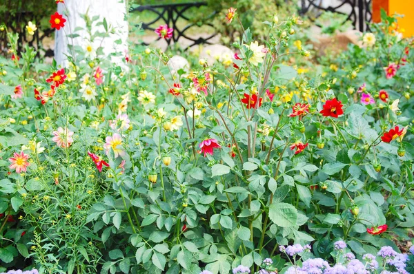 夏の芝生の上のカラフルな花 — ストック写真