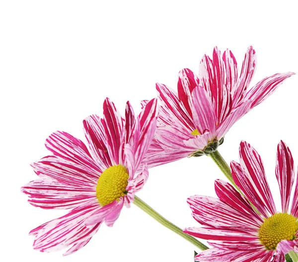 Roze bloem chrysanten op een witte achtergrond — Stockfoto
