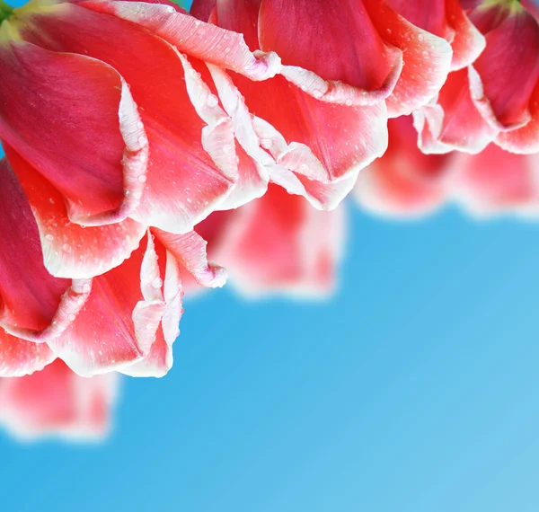 Beautiful red tulip on blue background — Stock Photo, Image