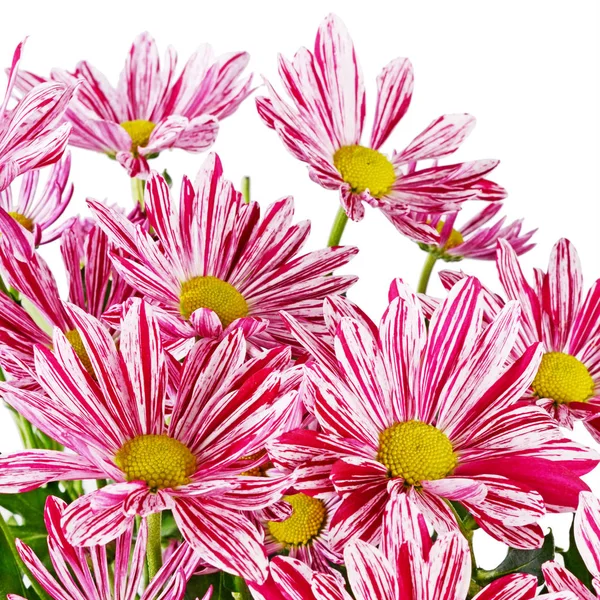 Crisantemi rosa fiore su sfondo bianco — Foto Stock