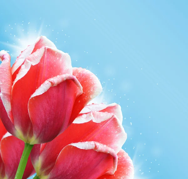Beautiful red tulip on blue background — Stock Photo, Image