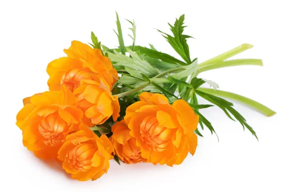 Schöne orangefarbene Blüten isoliert auf weiß — Stockfoto