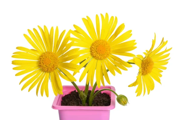 Margaridas amarelas em um pote de flores — Fotografia de Stock