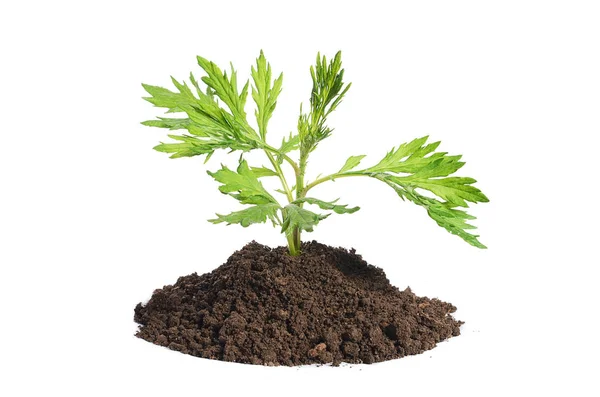 Zielona roślina rośnie w glebie na białym tle — Zdjęcie stockowe