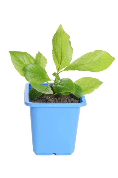 Groene plant in een bloempot — Stockfoto
