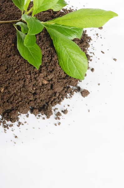 Planta verde crescendo em solo isolado em um branco — Fotografia de Stock