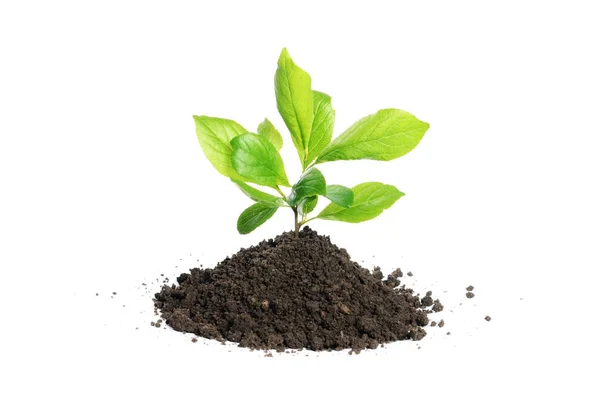 Green plant growing in soil isolated on a white — Stock Photo, Image