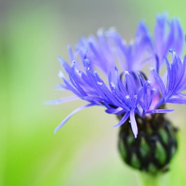 Bahçe Peygamber Çiçeği yakın çekim