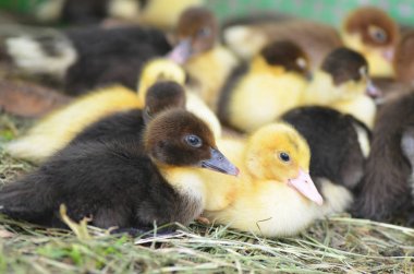 Küçük misk ördeği portre