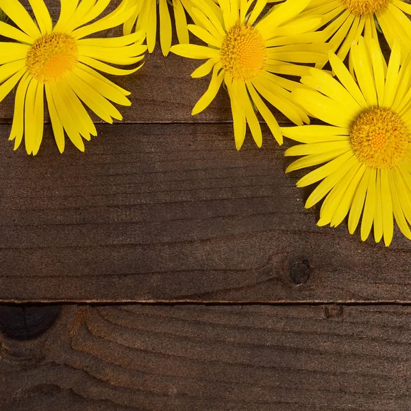 Manzanilla amarilla sobre fondo de madera — Foto de Stock