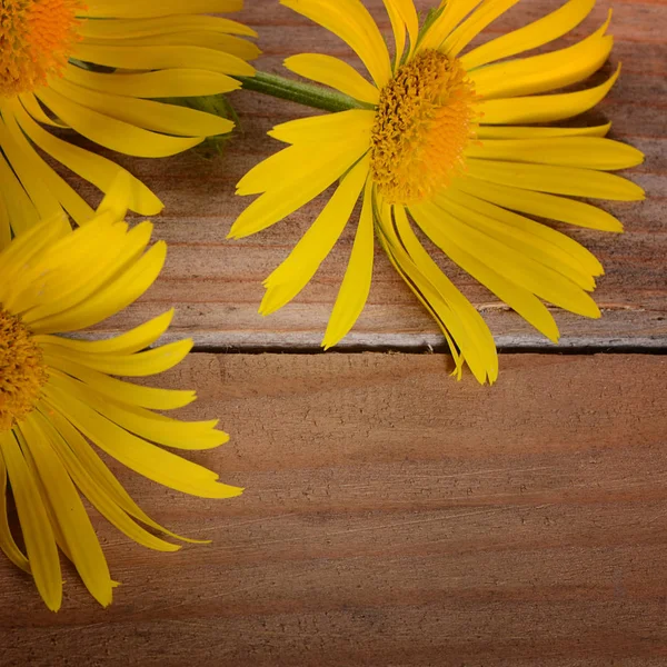 Camomilla gialla su fondo di legno — Foto Stock