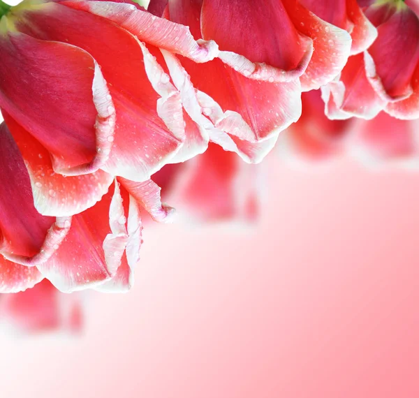 Hermoso tulipán rojo sobre fondo rosa —  Fotos de Stock