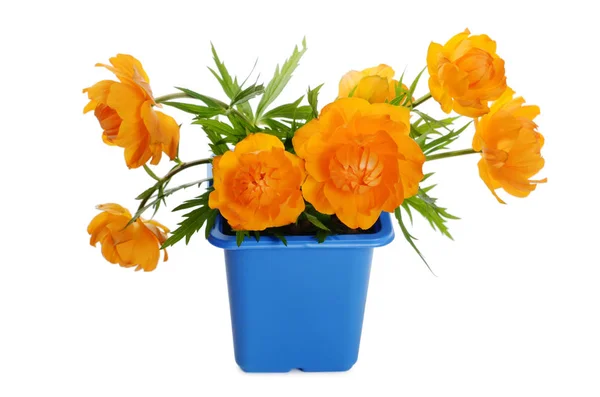 Orange flowers in a flower pot — Stock Photo, Image