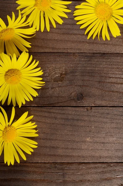 Camomilla gialla su fondo di legno — Foto Stock