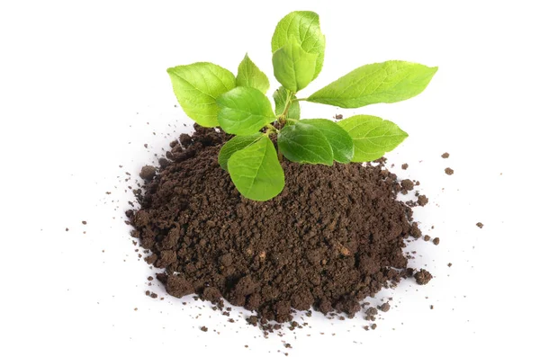 Planta verde crescendo em solo isolado em um branco — Fotografia de Stock