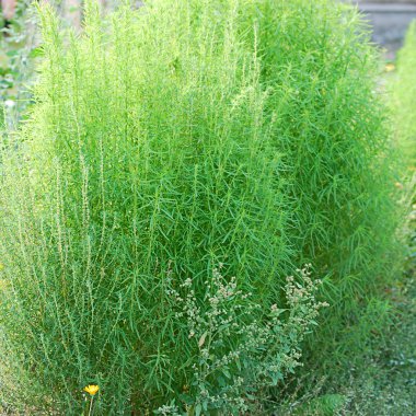 Bahçedeki yeşil bitki, kapat.