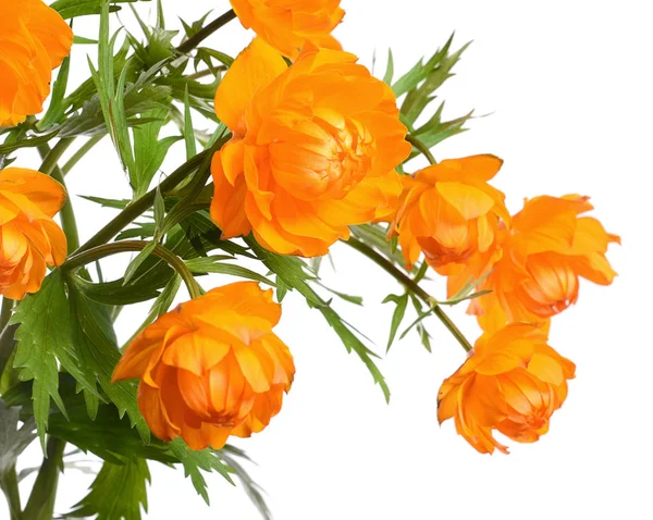 Beautiful Orange Flowers Isolated White Background — Stock Photo, Image