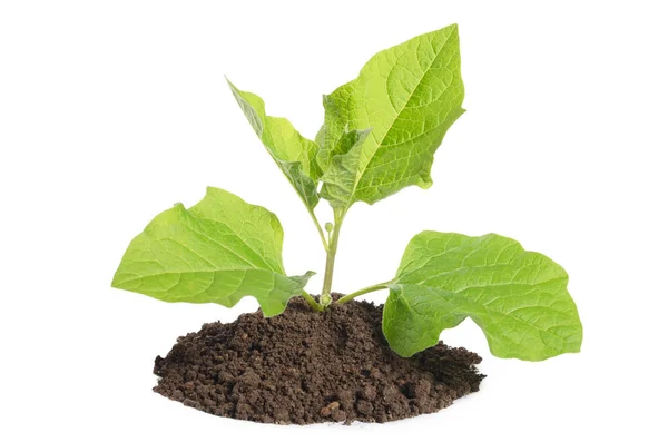 Plant Groeit Bodem Geïsoleerd Wit — Stockfoto