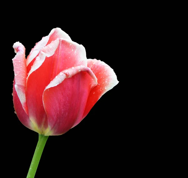 Linda Tulipa Vermelha Fundo Preto — Fotografia de Stock