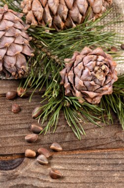 Sedir şube ahşap arka plan üzerinde koniler ile