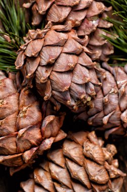 Sedir şube koniler ile yakın çekim