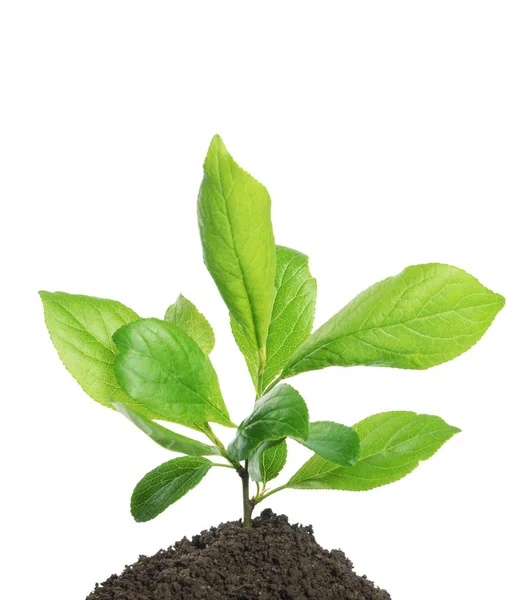 Zielona roślina rośnie w glebie na białym tle — Zdjęcie stockowe