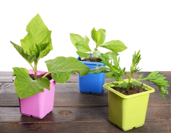 Pianta verde in un vaso di fiori — Foto Stock