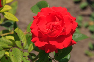 Doğal kırmızı gül