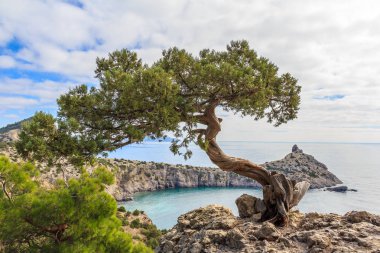 ardıç ağacı Crimea'da kayaya
